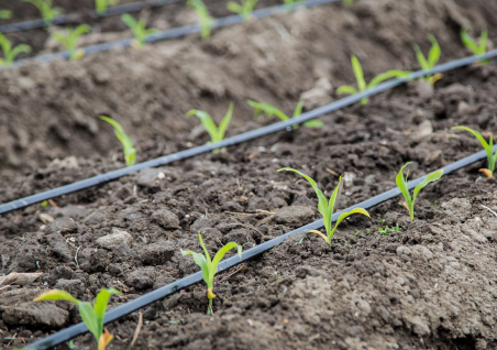 Nawadnianie kropelkowe